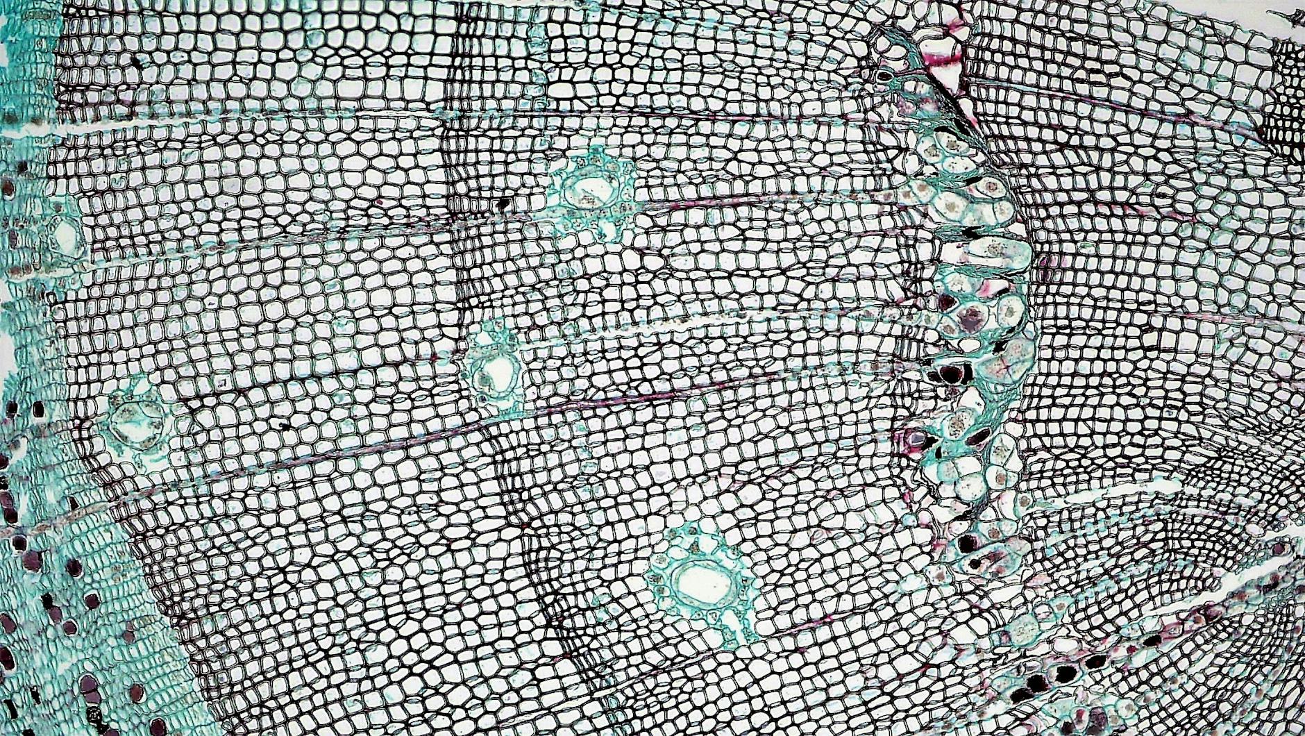 microscopic view of a leaf